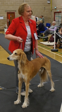 image: Class 12 Veteran Dog