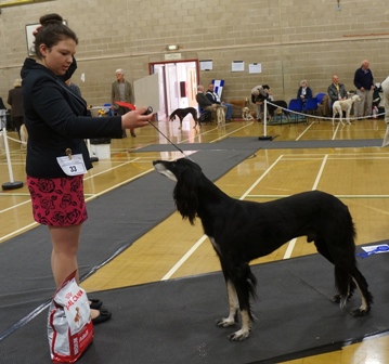 image: Class 8 Mid Limit Dog 4 entries