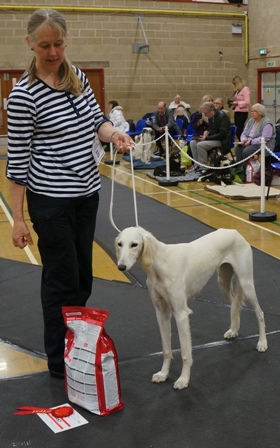 image: Class 14 Minor Puppy Bitch 5 entries