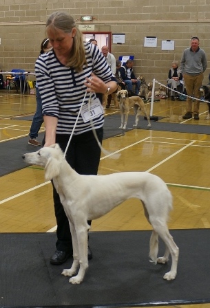 image: Class 15 Puppy Bitch 6 entries