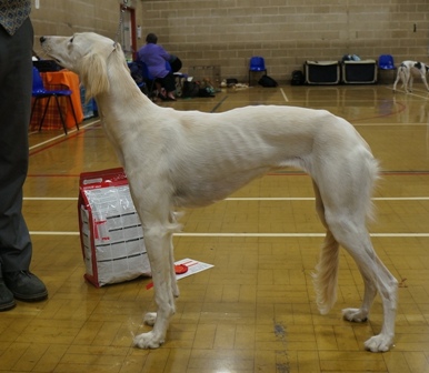 image: Class 24 Special Beginners Bitch 3 entries (1 absent)