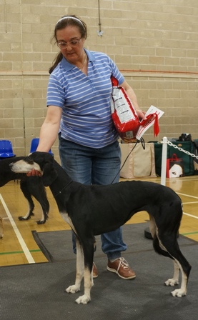 image: Class 28 Best Smooth (Dog or Bitch) 2 entries