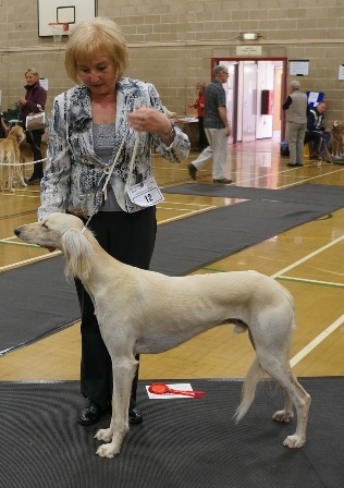 image: Class 4 Yearling Dog 4 entries