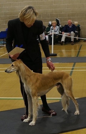 image: Class 9 Limit Dog 6 entries - 1 absent