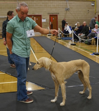 image: Class 1 Minor Puppy Dog 3 entries