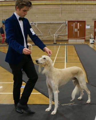image: Class 10 Open Dog 8 entries