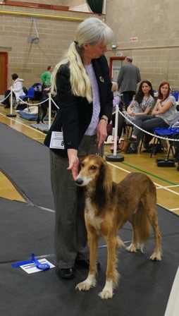 image: Class 12 Veteran Dog