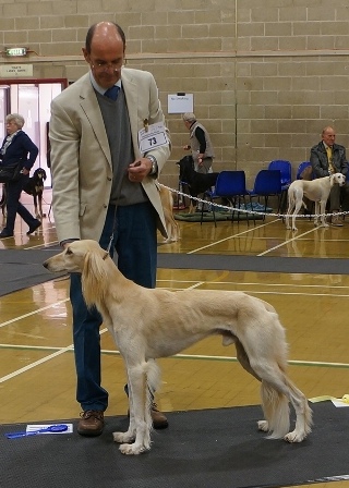 image: Class 8 Mid Limit Dog 4 entries
