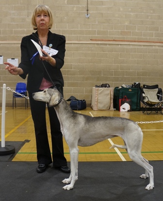 image: Class 28 Best Smooth (Dog or Bitch) 2 entries