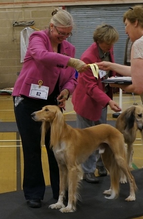 image: Class 9 Limit Dog 6 entries - 1 absent