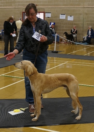 image: Class 1 Minor Puppy Dog 3 entries