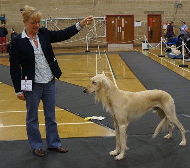 image: Class 10 Open Dog 8 entries