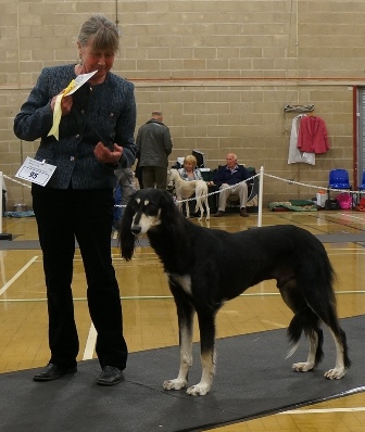 image: Class 12 Veteran Dog