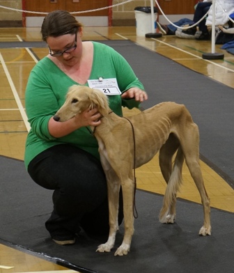 image: Class 14 Minor Puppy Bitch 5 entries