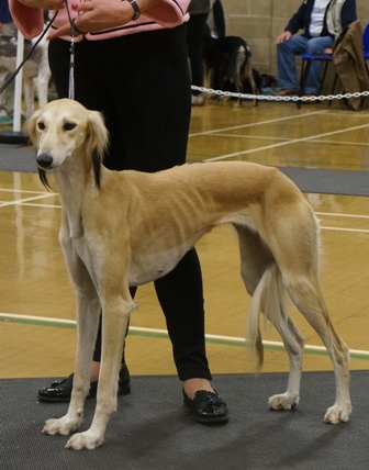 image: Class 17 Yearling Bitch 5 entries (1absent)