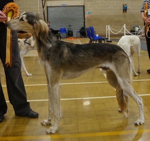 image: Class 2 Puppy Dog Class 3 entries