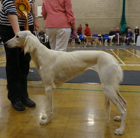 image: Best Puppy