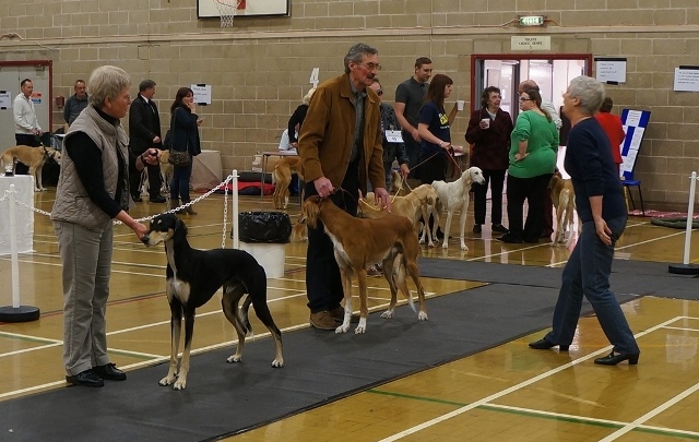 image: Class 5 Novice Dog 3 entries