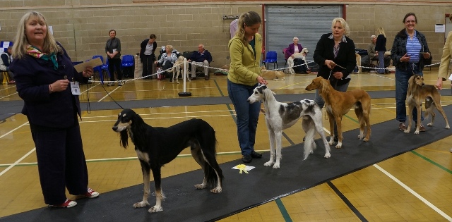 image: Class 7 Post Graduate Dog 7 entries