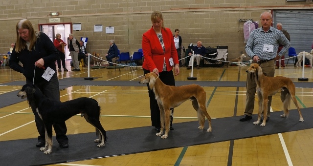 image: Class 4 Yearling Dog 4 entries