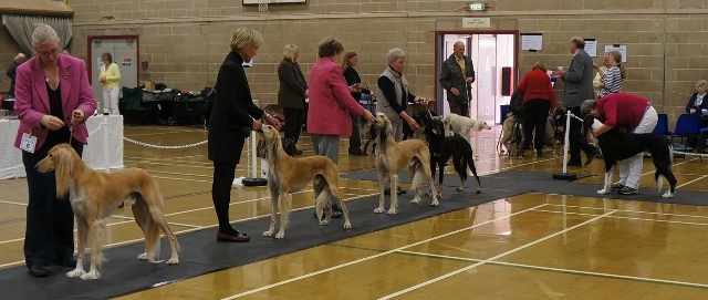 image: Class 9 Limit Dog 6 entries - 1 absent