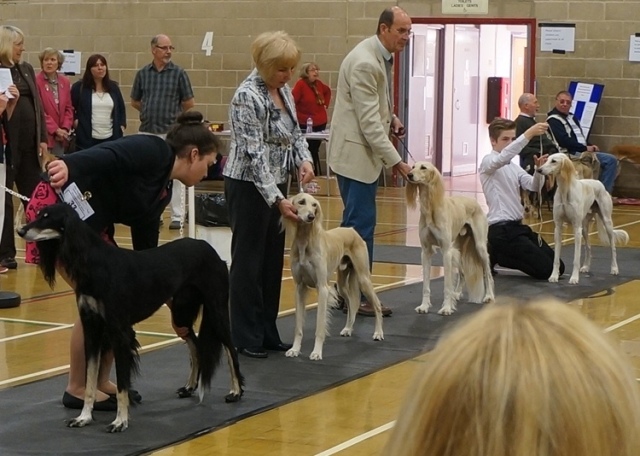image: Class 8 Mid Limit Dog 4 entries
