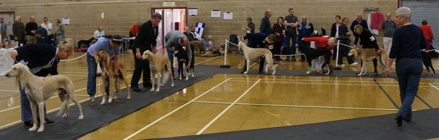 image: Class 10 Open Dog 8 entries