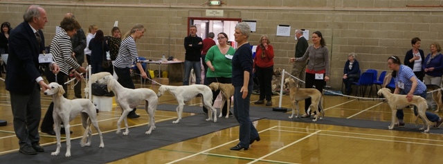 image: Class 15 Puppy Bitch 6 entries