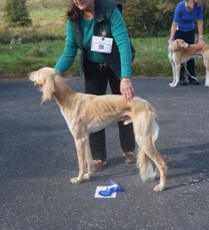 image: Class 4 Yearling Dog image: Class 4 Yearling Dog