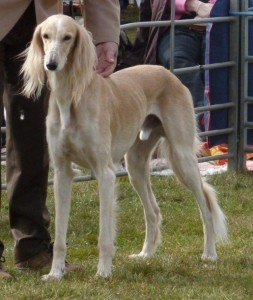 Reserve Best in Show NSC Championship Show 2012 Ch Hisilome's I am Iceman med Cranstal RIP 16th January 2014
